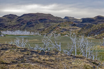 Chile Salto Grande – wild mountain vegetation.