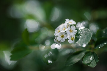 Spiraea cantoniensis, white flowers in the garden after the rain, blurred background. Shallow depth of field.