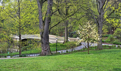 Bow bridge after morning rain in spring