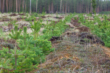 Young pine trees grow on the site of a cut down forest.