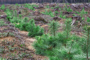 Young pine trees grow on the site of a cut down forest.