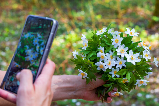 Woman taking a photo of fresh natural white flowers with her mobile phone, Concept