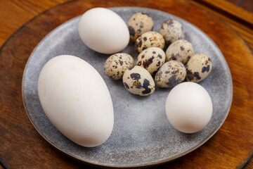Chicken goose and quail eggs on a gray plate on a wooden stand comparison