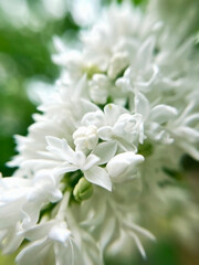 Beautiful white lilac flowers close -up