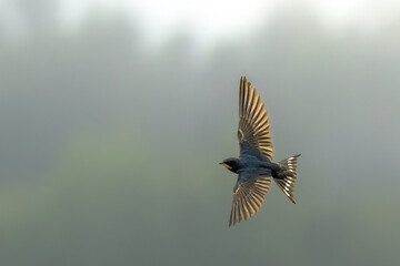 swallow in flight