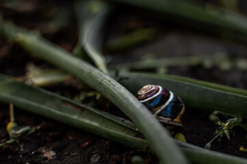 snail on a leaf