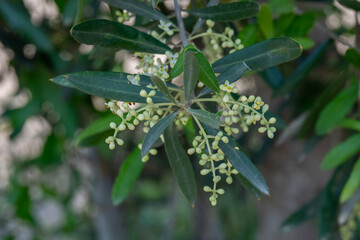 Close up of olive blossoms in an olive grove in the Springtime in Israel.
