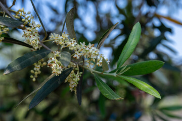 Close up of olive blossoms in an olive grove in the Springtime in Israel.
