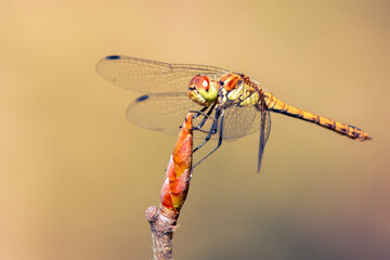 dragonfly