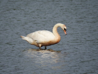 A mute swan standing in the waters of the Bombay Hook National Wildlife Refuge, Kent County, Delaware. 