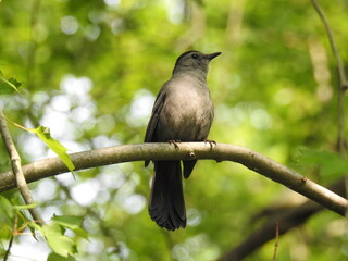 A gray catbird perched on a branch, within the woodland forest of the Bombay Hook National Wildlife Refuge, Kent County, Delaware. 