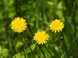 Common dandelions, taraxacum officinale, bloomed within the wilderness of the Bombay Hook National Wildlife Refuge, Kent County, Delaware.