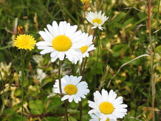 Wildflowers bloomed, oxeye daisies and a common dandelion. Bombay hook National Wildlife Refuge,...