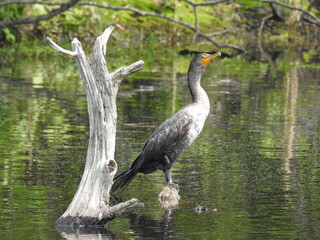 A juvenile, double-crested cormorant, perched on a withered stump within the wetland esters of the...