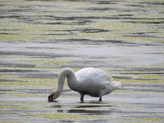 A hungry mute swan feeding on the aquatic vegetation, within the wetland waters of the Bombay Hook...