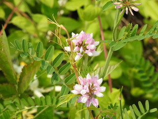 Crown vetch, Securigera varia, wildflowers bloomed within the wetlands of the Bombay Hook National...