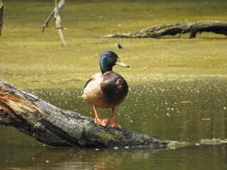 A male, mallard duck, standing on a fallen tree, within the wetland waters of the Bombay Hook...
