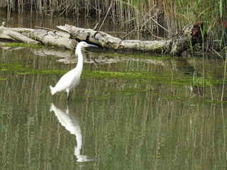 A snowy egret standing in the wetland waters of the Bombay Hook National Wildlife Refuge, Kent County, Delaware. 