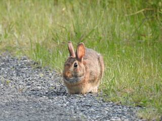 Eastern cottontail rabbit living within the Bombay Hook National Wildlife Refuge, Kent County, Delaware. 
