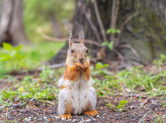 Squirrel eats a nut while sitting in green grass. Eurasian red squirrel, Sciurus vulgaris