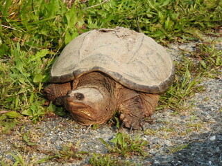 A common snapping turtle residing within the wetlands of the Bombay Hook National Wildlife Refuge,...