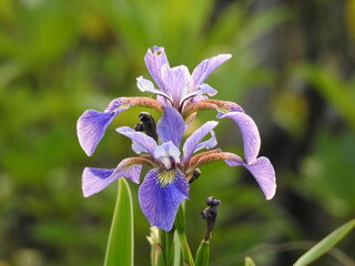 Northern blue flag irises bloomed within the wilderness of the Bombay Hook National Wildlife...