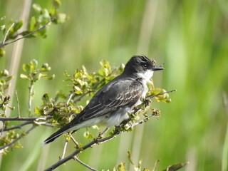 Eastern kingbird perched on a branch within the woodland forest of the Bombay Hook National Wildlife Refuge, Kent County, Delaware. 