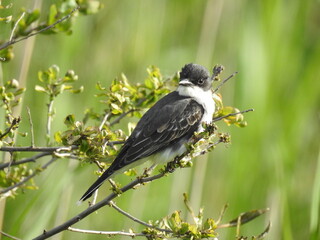Eastern kingbird perched on a branch within the woodland forest of the Bombay Hook National...