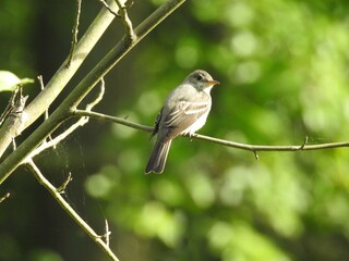 Eastern wood pewee perched on a branch within a woodland forest. Bombay Hook National Wildlife Refuge, Kent County, Delaware. 