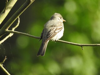 Eastern wood pewee perched on a branch within a woodland forest. Bombay Hook National Wildlife...