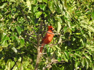 A male, northern cardinal, perched in a persimmon tree at the Bombay Hook National Wildlife Refuge, Kent County, Delaware.