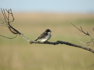 Eastern kingbird perched on a branch at the Bombay Hook National Wildlife Refuge, Kent County,...
