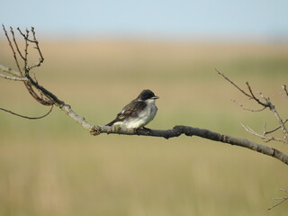 Eastern kingbird perched on a branch at the Bombay Hook National Wildlife Refuge, Kent County, Delaware. 