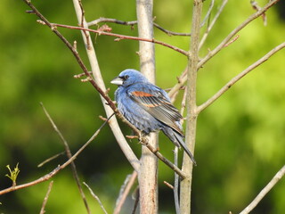A blue grosbeak, perched on a branch, within a woodland forest. Bombay Hook National Wildlife...