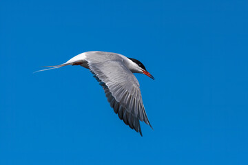tern in flight