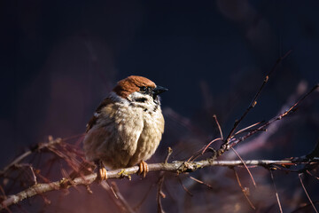 sparrow on a branch