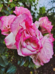 Light pink cabbage roses with spider, creating a floral background. Delicate flowers, rose beauty...