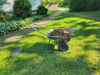 A metal wheelbarrow full of brown fall leaves sits on a lush green lawn in a yard with a house in...