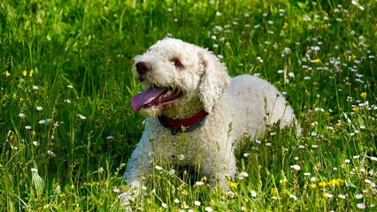 Portrait of cute white Lagotto Romagnolo puppy  in a green grass with yellow and white flowers in...