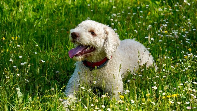 Portrait of cute white Lagotto Romagnolo puppy  in a green grass with yellow and white flowers in spring      