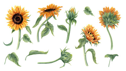 Set of watercolor sunflower plants. Summer yellow flowers, buds and leaves. Floral clip art. Natural elements for greeting, invitation, stationery, thanksgiving decoration.