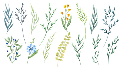 Wildflowers and herbs. Set of meadow, field plants. Delicate flowers and spikelet. Floral clip art sprigs. Watercolor botanical illustration for postcard design, template for poster, greeting