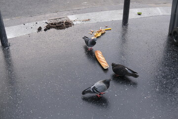 Some pigeons eating a french baguette in a Parisian street. Paris, France - April 21, 2024.