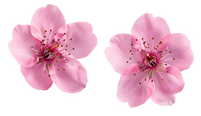  Two pink cherry blossoms isolated on a white background.