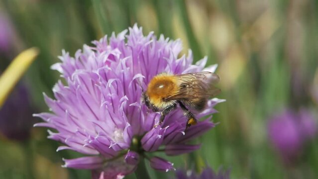 Bumblebee collects pollen from a purple leek flower, in early spring. Collecting nectar from a Blue Spherical Flower.