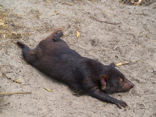 Resting Tasmanian Devil