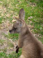 Forester kangaroo