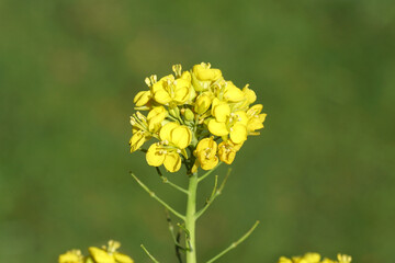 Close up yellow flowers of field mustard, rape, bird's rape, kebloc (Brassica rapa). Spring, April,...