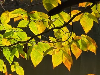 autumn leaves background. Texture of autumn leaves to use as a filter for your photography.