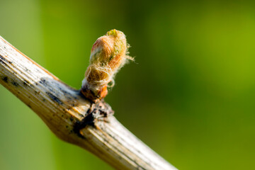 Grapevine Budbreak Vineyard Okanagan Valley